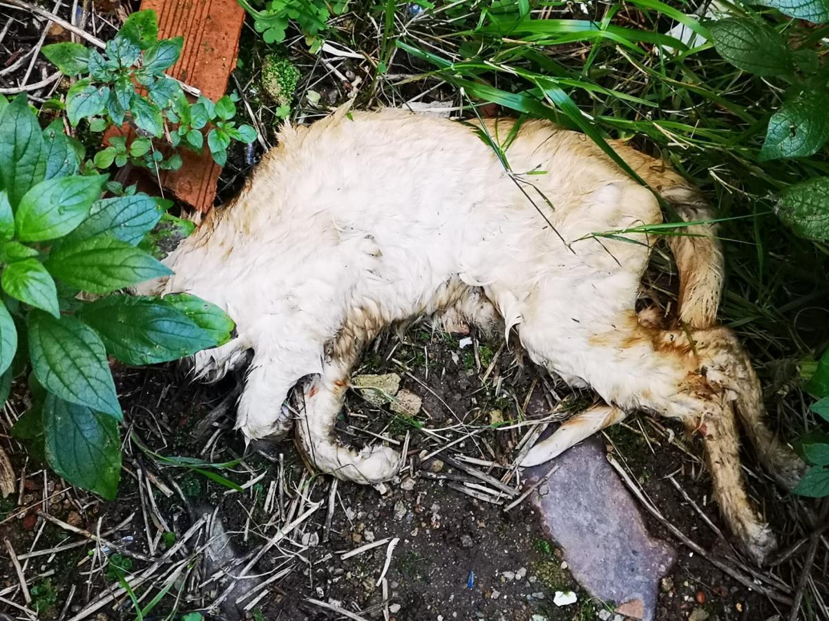 Piden una investigación por el envenenamiento de 21 gatos