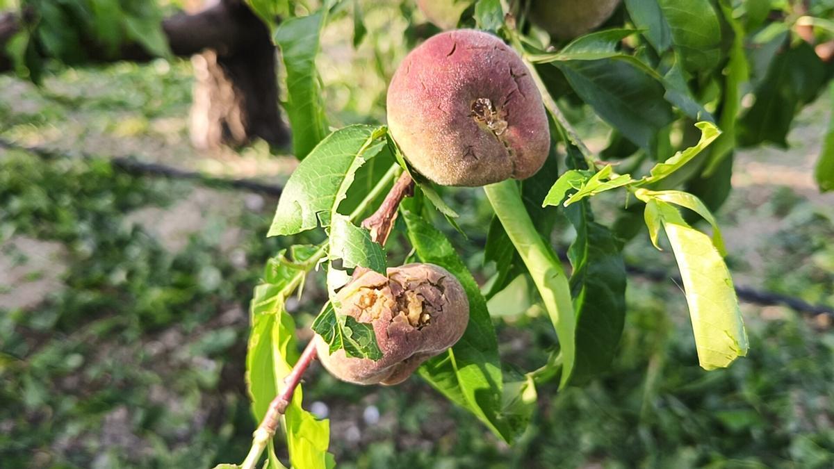 Fruta de hueso dañada por el granizo.