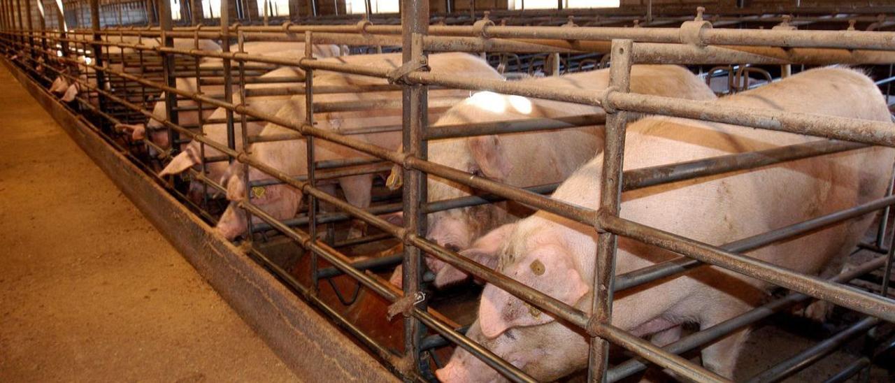 Las inspecciones se centrarán en las granjas de cerdos este año y el que viene.