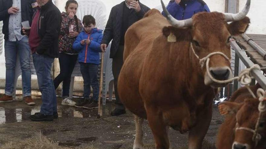 Un mierense se lleva &quot;La Xata&quot; de Manzaneda por 2.200 euros