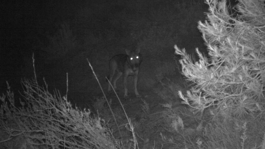 L&#039;exemplar de llop del Moianès, fotografiat amb una càmera de fototrampeig
