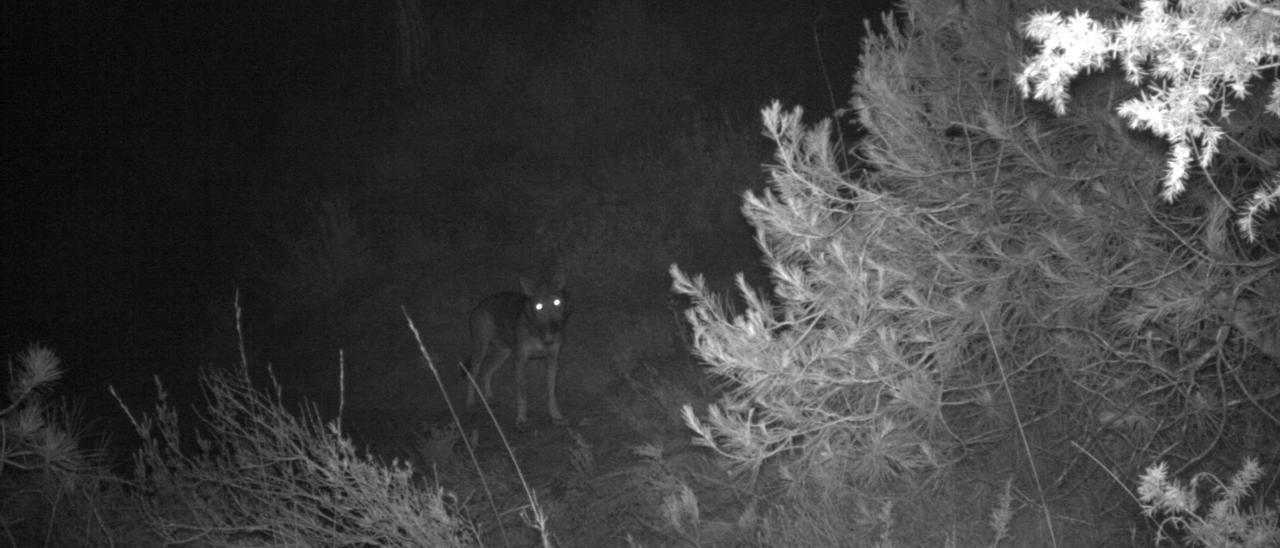 L&#039;exemplar de llop del Moianès, fotografiat amb una càmera de fototrampeig