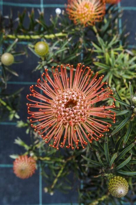 Plantación de proteas