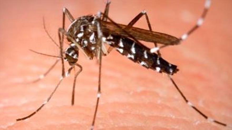 El mosquit tigres podria ser un vector de la propagació d&#039;aquest virus