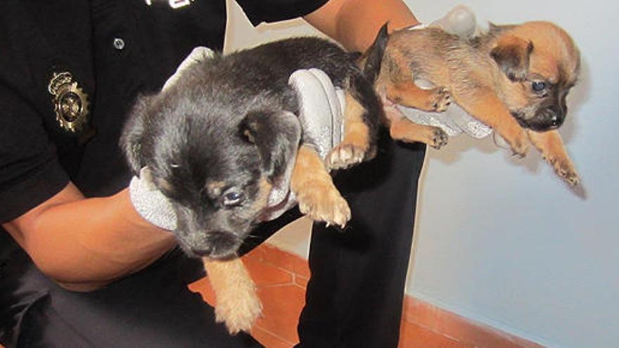 Dos cachorros de perro rescatados por la Policía.