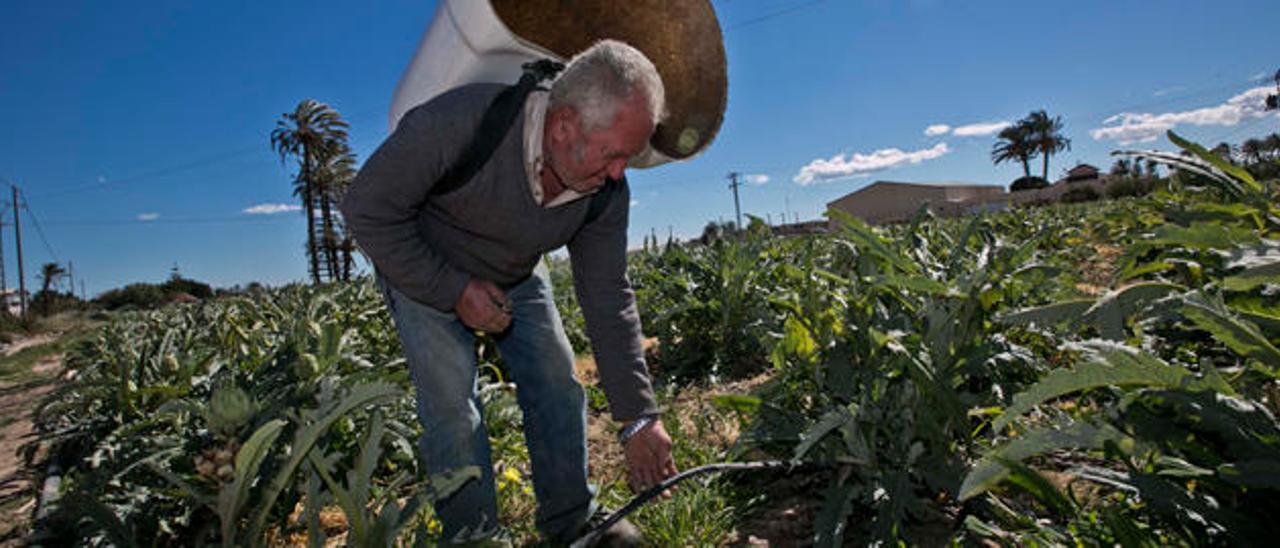 Un agricultor en la parcela en la que tiene plantadas alcachofas en el Camp d´Elx.