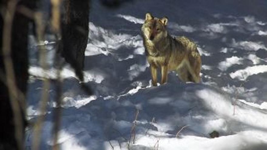 Desmantelada una red de traficantes que ofrecía lobos ibéricos por Internet