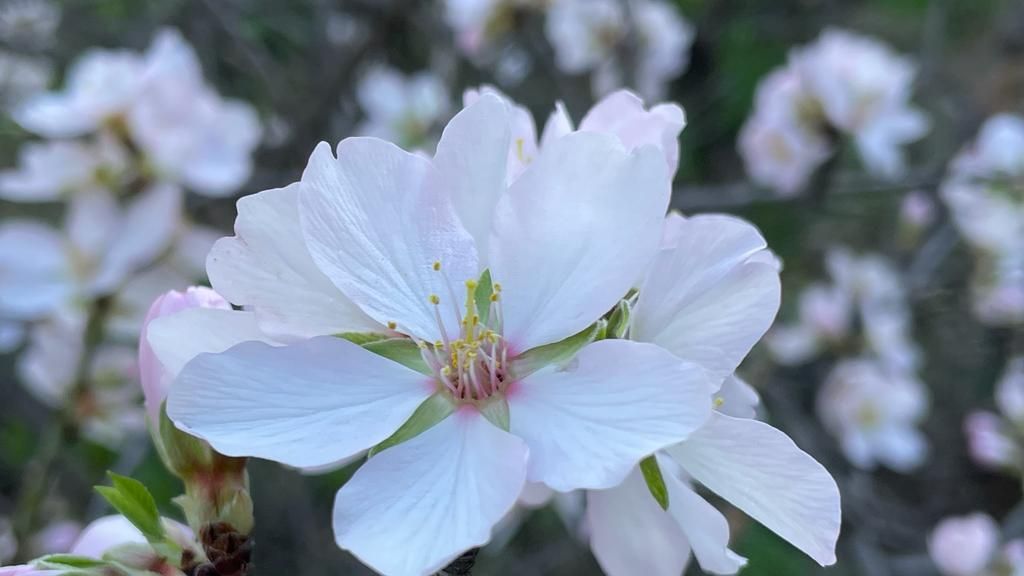 Almendros en flor Guayadeque