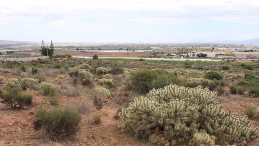 Paraje en el municipio de Totana con presencia del cactus invasor.