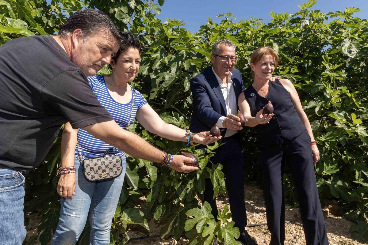 El Corte de la Breva 2026 marca el inicio de la campaña en Albatera
