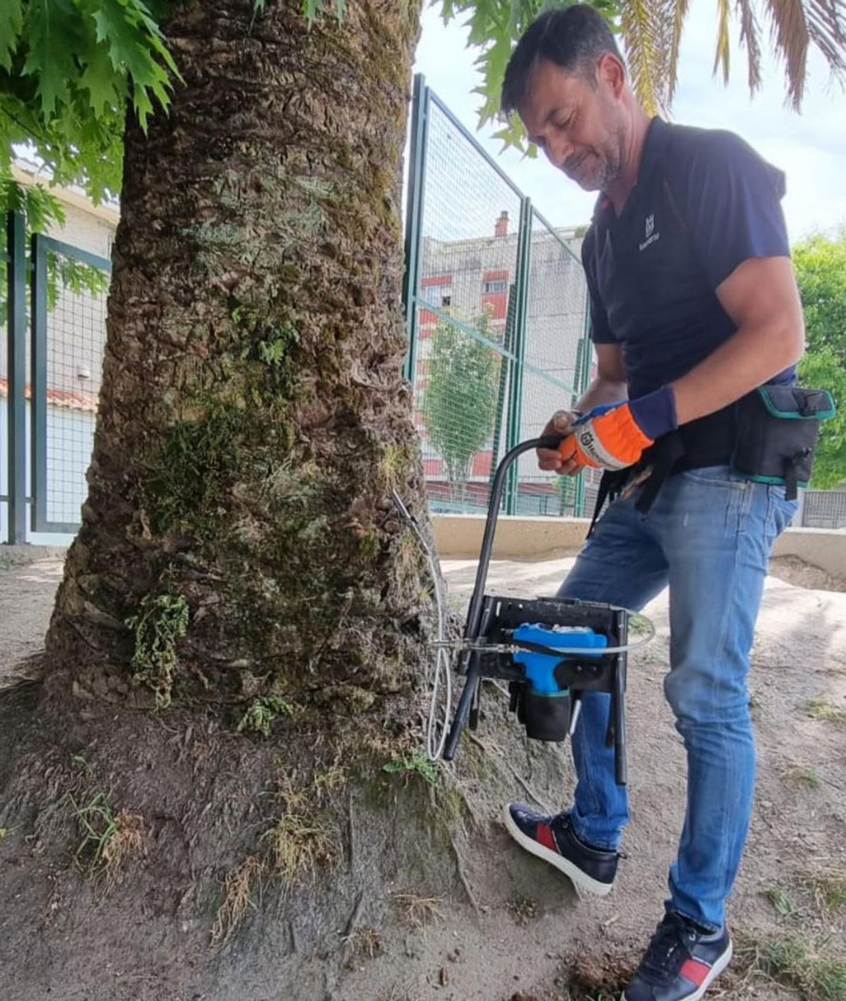 Tratamiento en una de las palmeras de Marín.   | // FDV