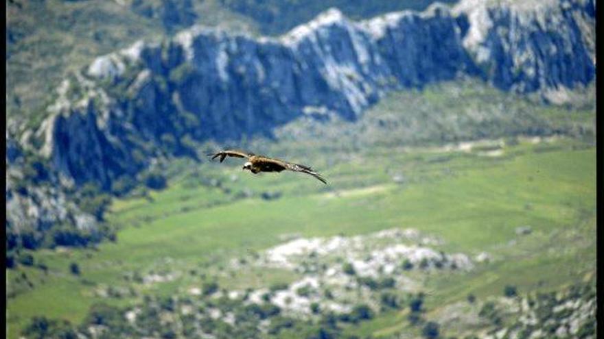 Sollte nicht gestört werden: ein Mönchsgeier überfliegt ein Tal im Welterbe Tramuntana.