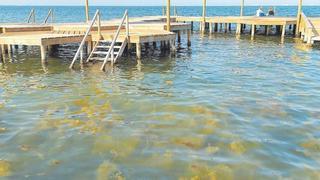 Las algas retiradas en el Mar Menor se triplican desde abril por el calor y los nitratos
