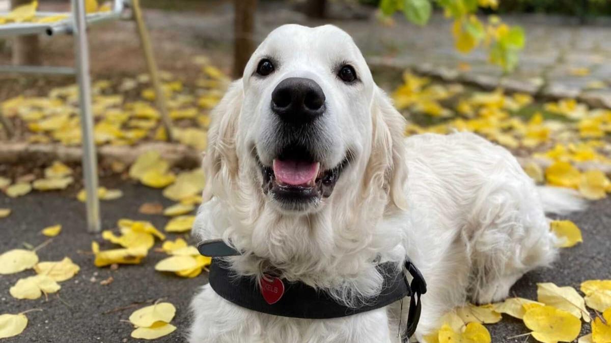 PERRO | Kelete, el perro que se ha vuelto viral por su curiosa labor en una residencia de ancianos en Alicante