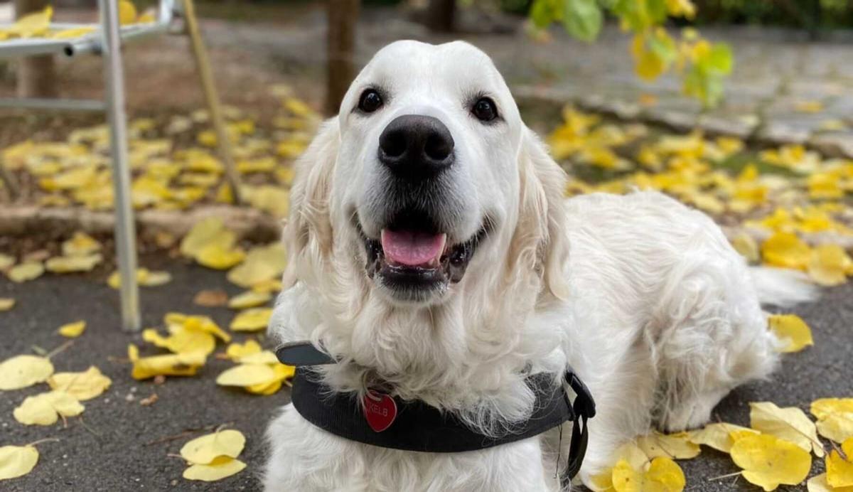 PERRO | Kelete, el perro que se ha vuelto viral por su curiosa labor en una residencia de ancianos en Alicante