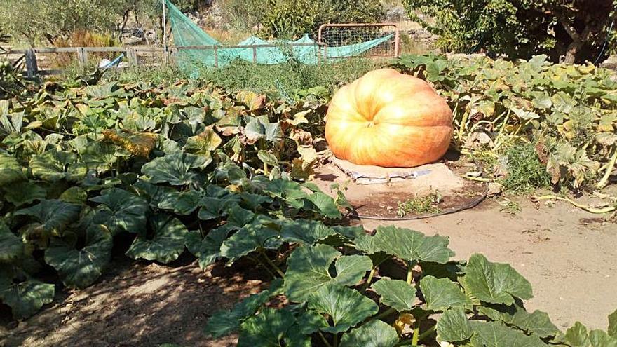 Calabazas de 700 kilos en Fermoselle