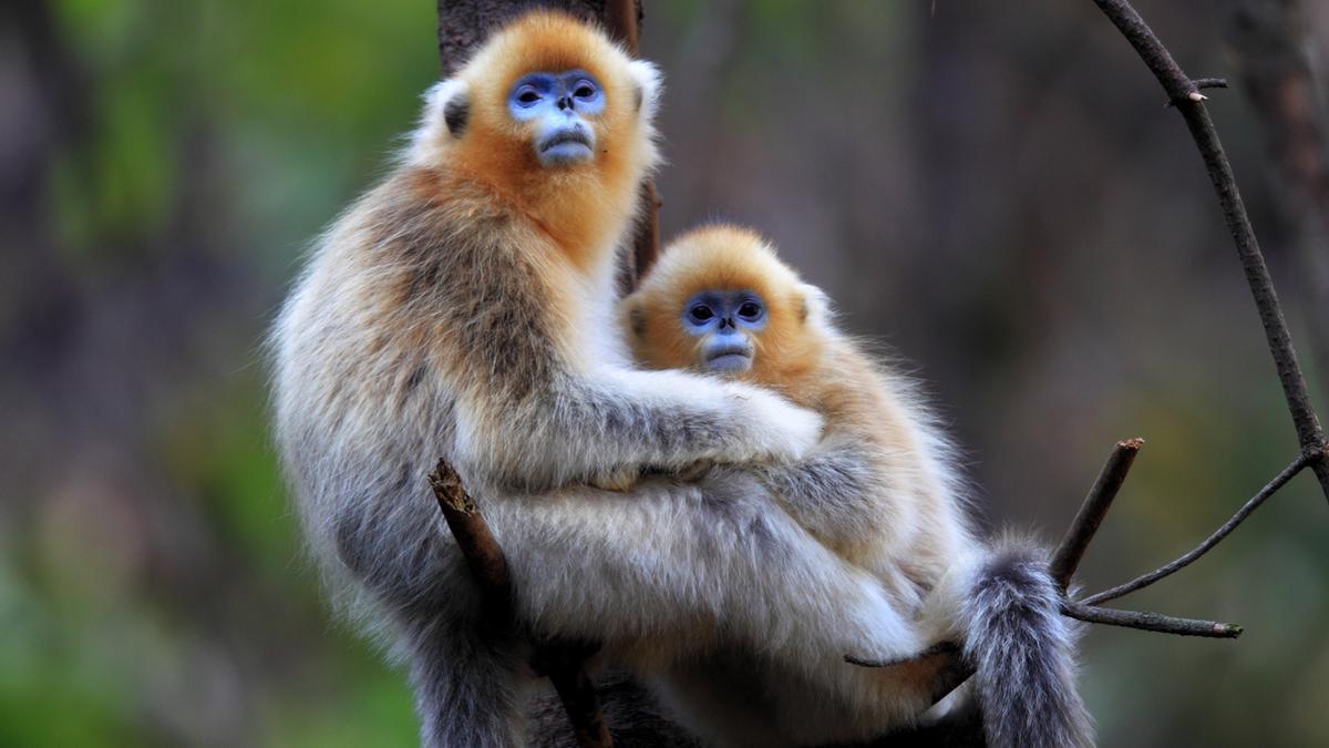 En el interior de las montañas de Uganda, el paraíso de los monos dorados