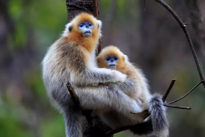 En el interior de las montañas de Uganda, el paraíso de los monos dorados