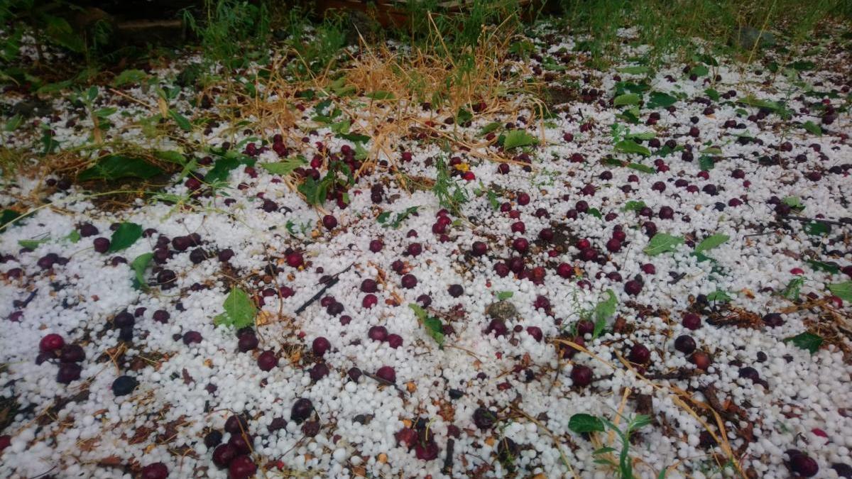 Una fuerte granizada en Tornavacas pone en peligro la cosecha de cerezas