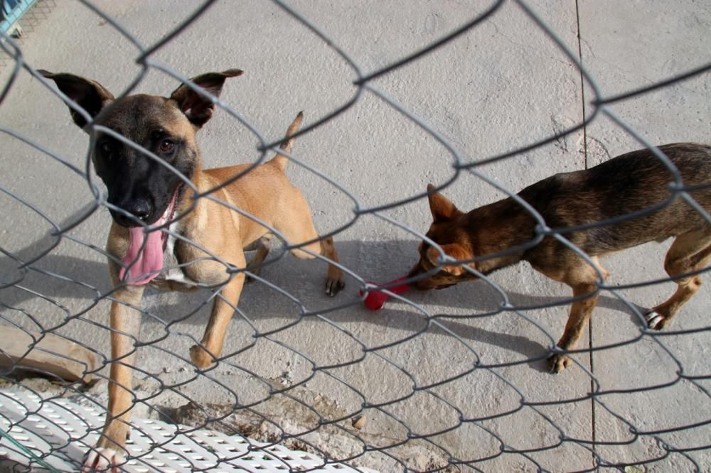 Los ingresos del refugio son destinados a la recuperación y subsistencia de perros y gatos.