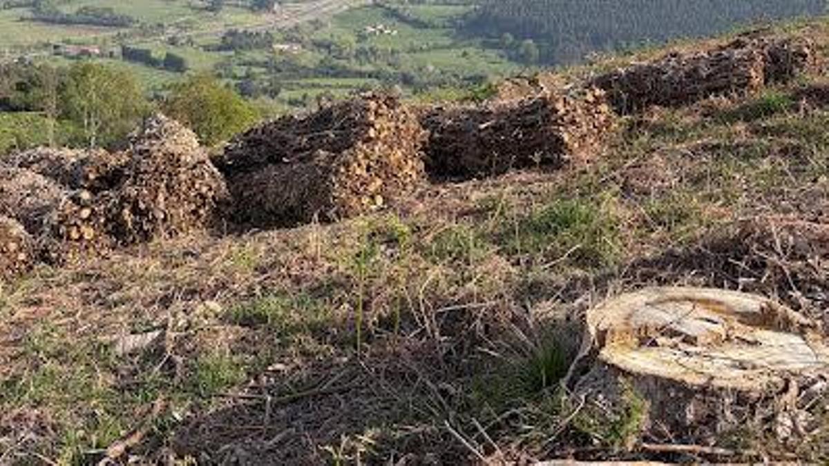 Una tala de madera en Villaviciosa.