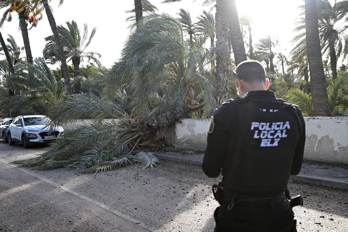 Decenas de incidencias en Elche por las fuertes rachas de viento