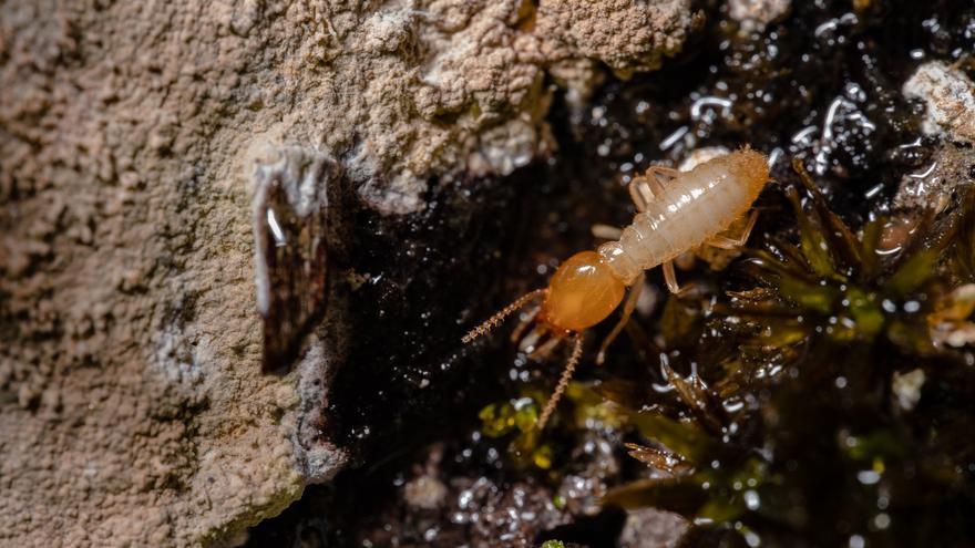 Plaga de termitas en Cuevas del Becerro: una veintena de casas afectadas
