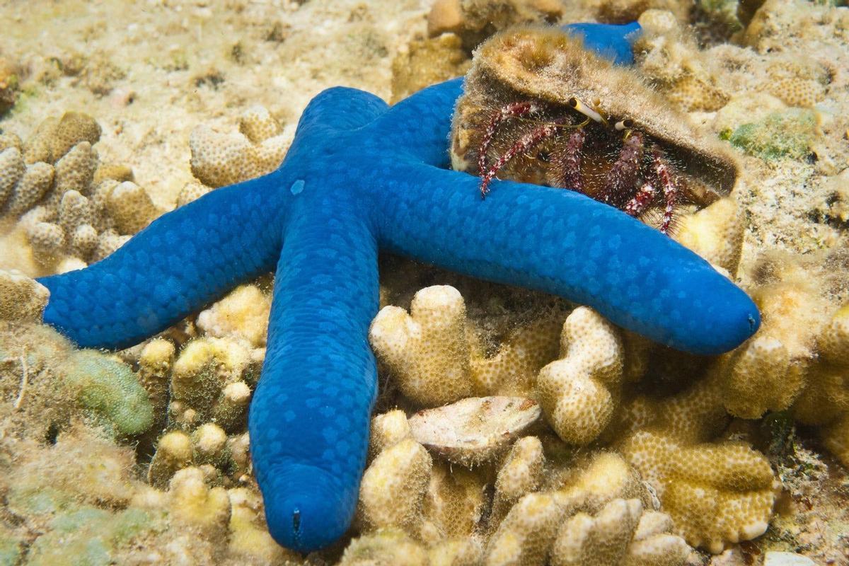 Estrella de mar azul con cangrejo ermitaño