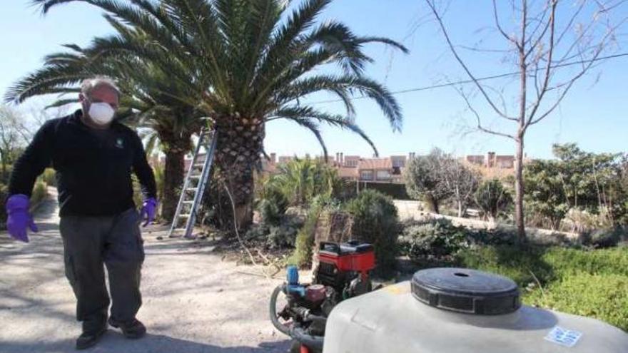 El sistema consiste en una ducha que penetra el líquido en la palmera y elimina el insecto.