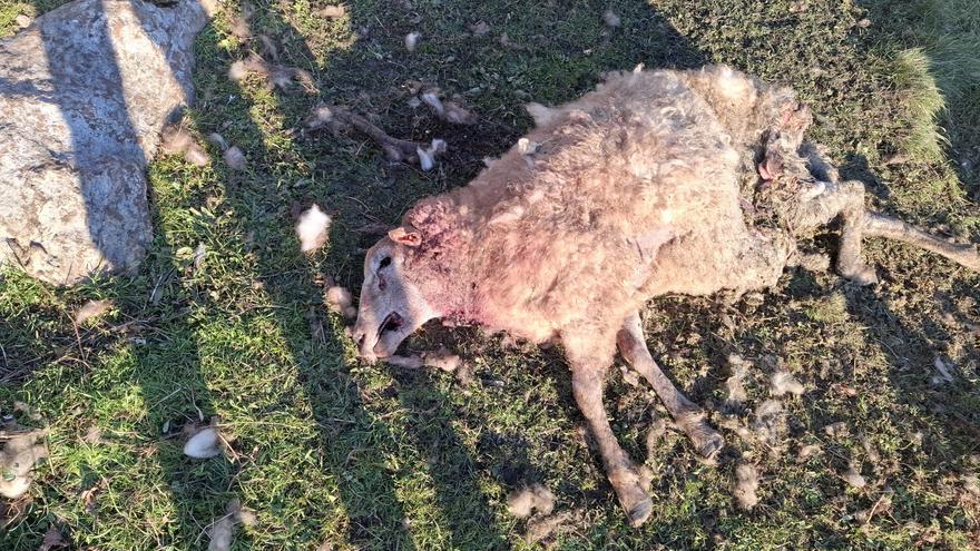 El lobo mata 4 ovejas y hiere a otra en Cabrales
