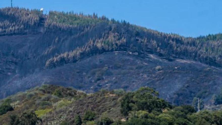 Así se combate el incendio de Tamadaba desde el aire