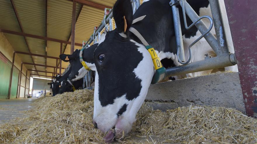 Canarias sienta a negociar a ganaderos, queseros y supermercados el precio de la leche