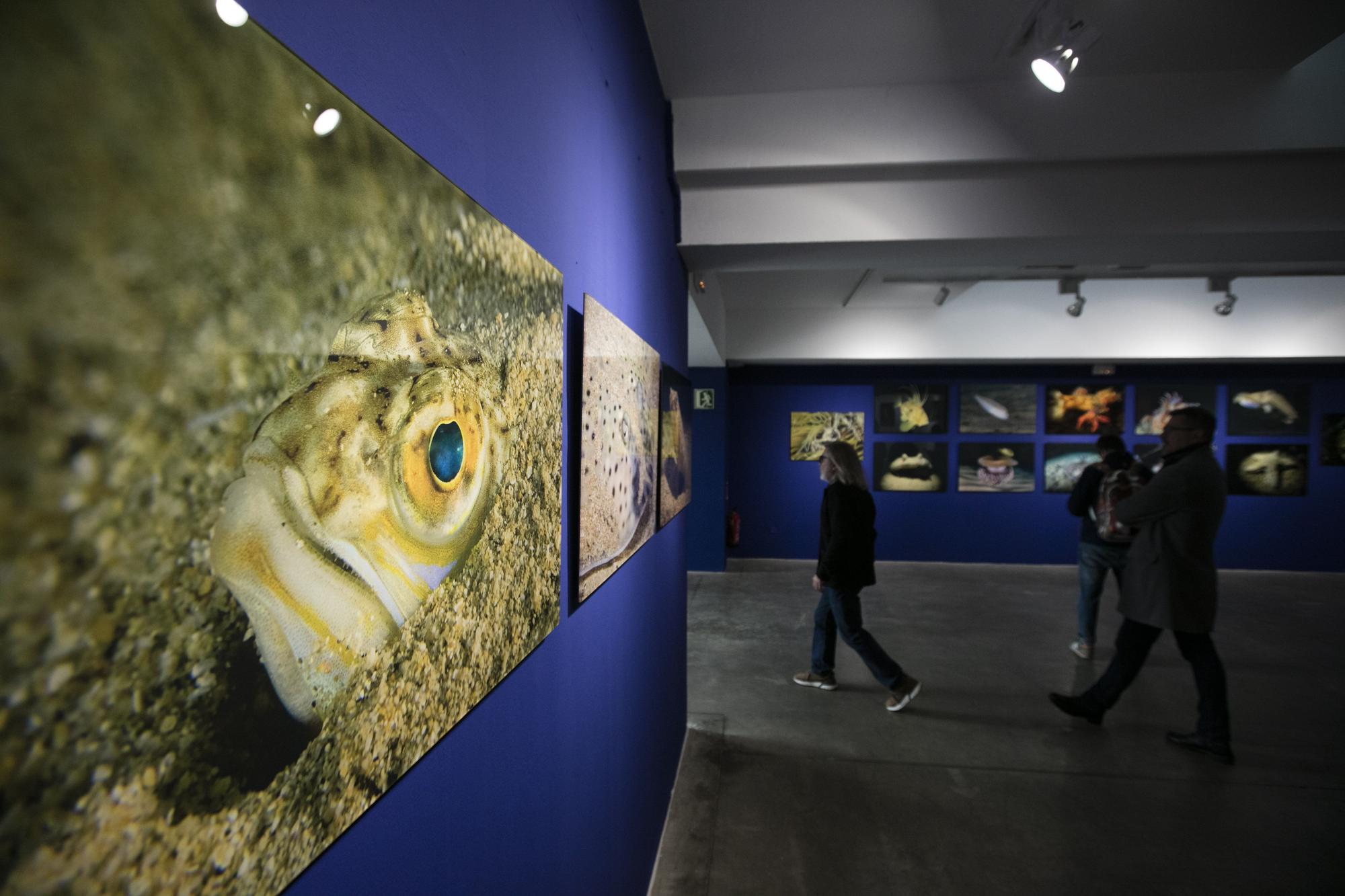 Exposición de fotografía submarina del Port de Sant Miquel en  sa Nostra Sala de Joan Costa