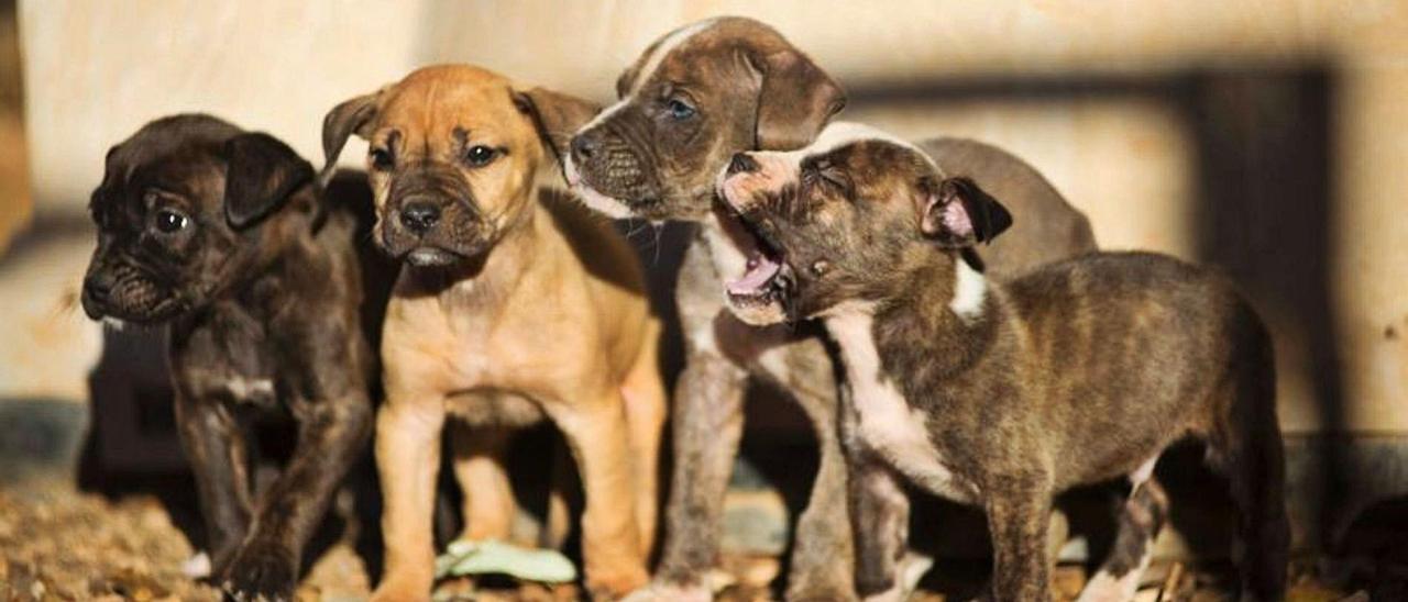 Cuatro cachorros de la perrera de Son Reus. | AJUNTAMENT DE PALMA