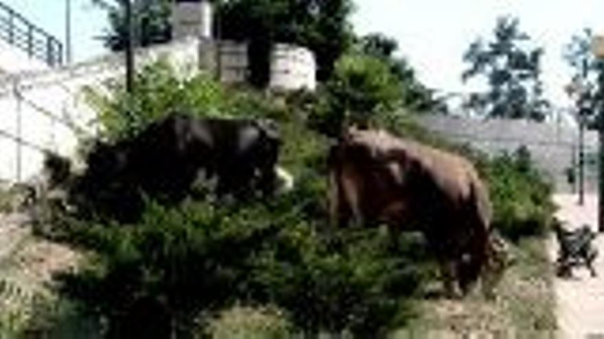 Las vacas campan a sus anchas entre los jardines del paseo Fluvial