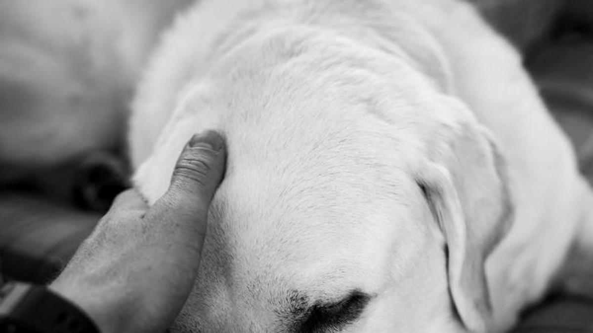 Com t'afecta la pèrdua de la teva mascota