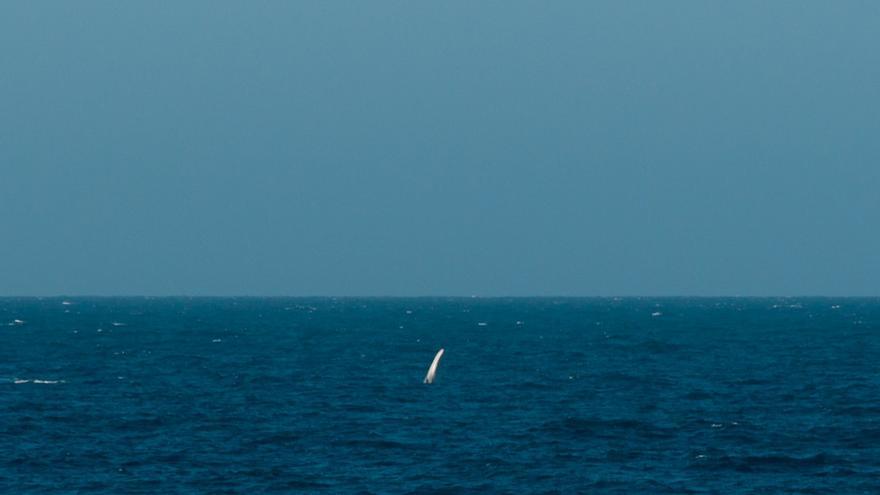 Los impresionantes saltos de las ballenas en Dénia
