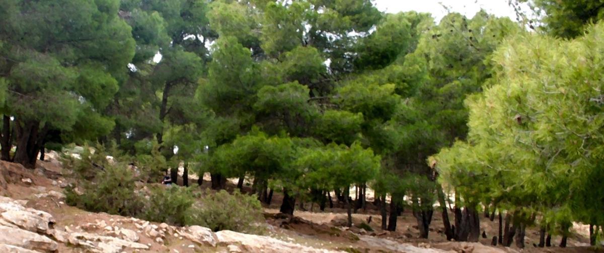 Imagen de una parcela de El Vedat.