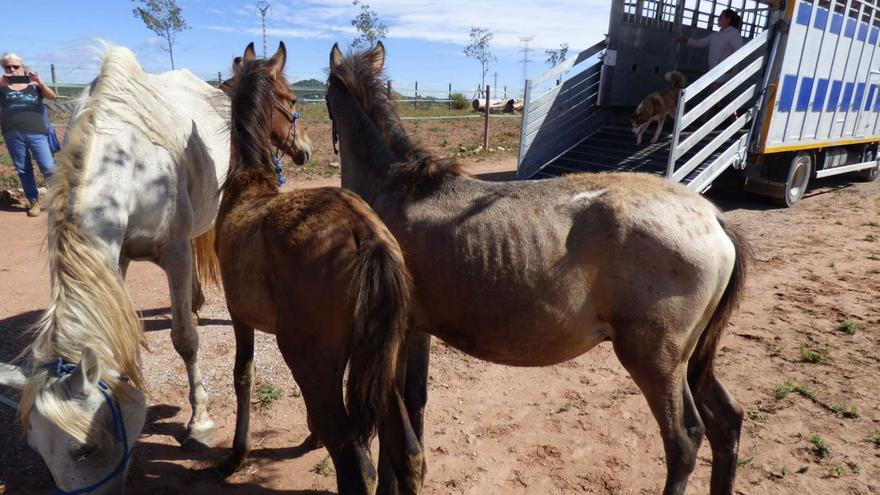 Salvant les vides dels cavalls maltractats i abandonats a l&#039;Alt Empordà