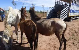 Salvant les vides dels cavalls maltractats i abandonats a l'Alt Empordà