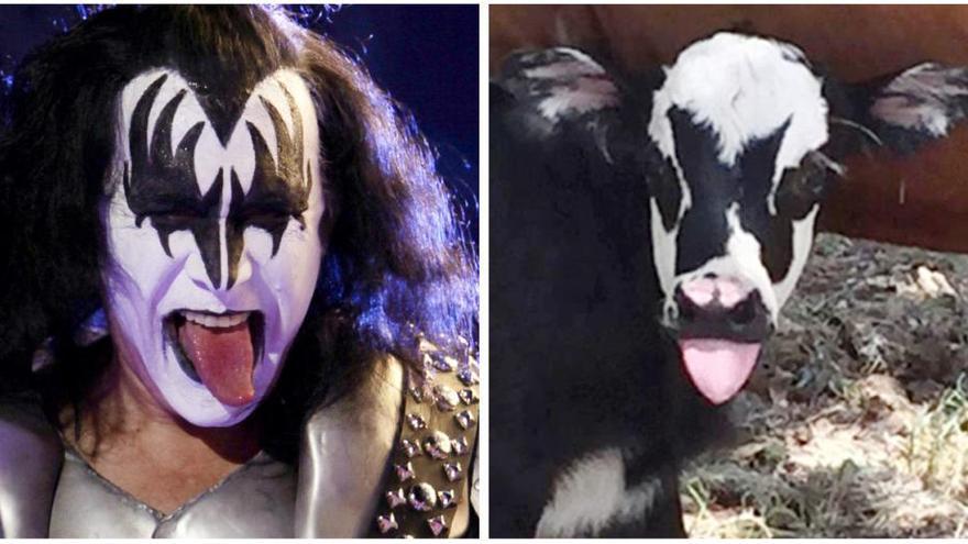 Nace en Texas un ternero idéntico al cantante de Kiss