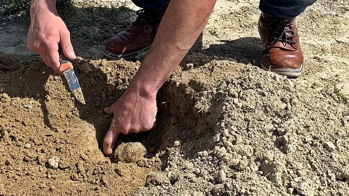 Un recolector extrae de latierra una trufa del desiertoen la finca