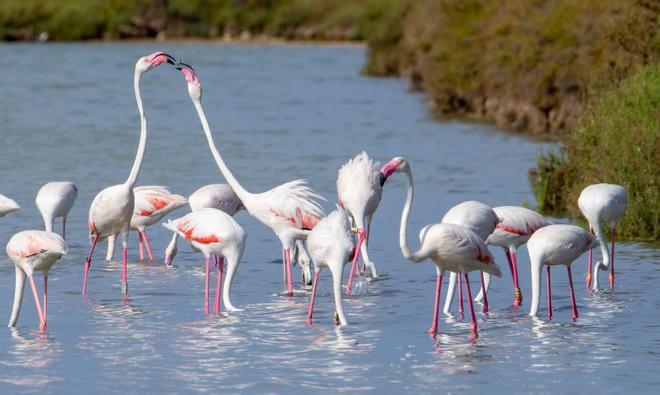 Whak, a la izquierda de la imagen, el que alza su pico más alto, en ses Salines.