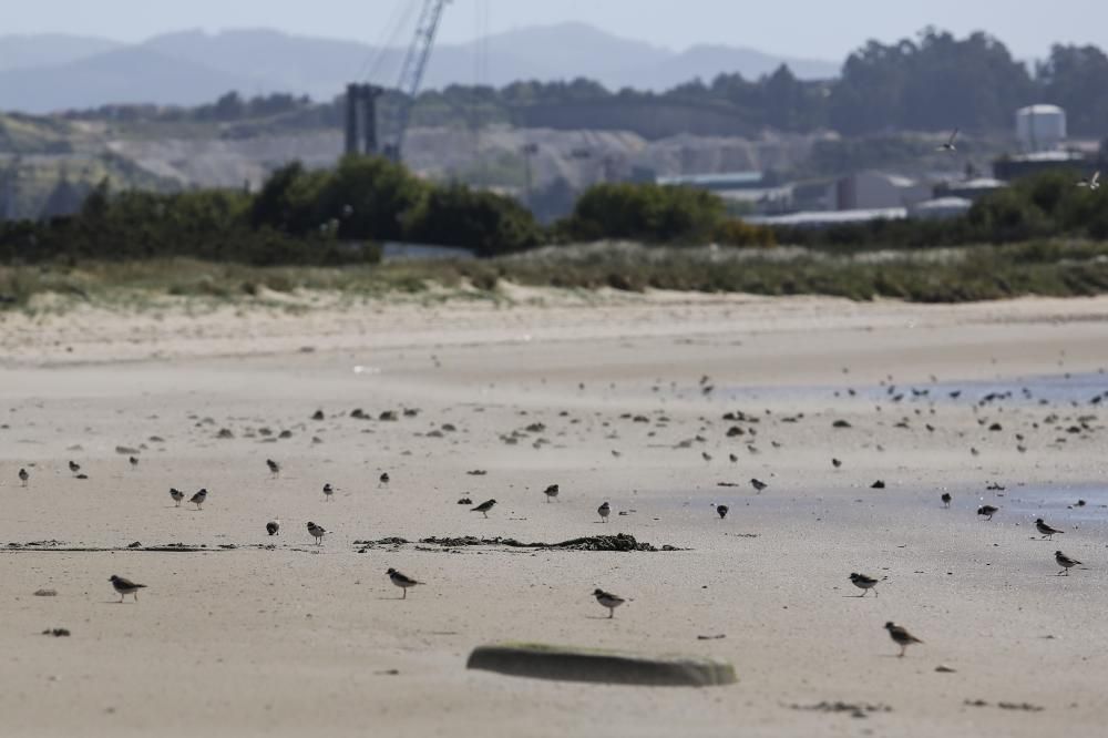 Pájaros en la charca de Zeluan y ensenada de Llodero