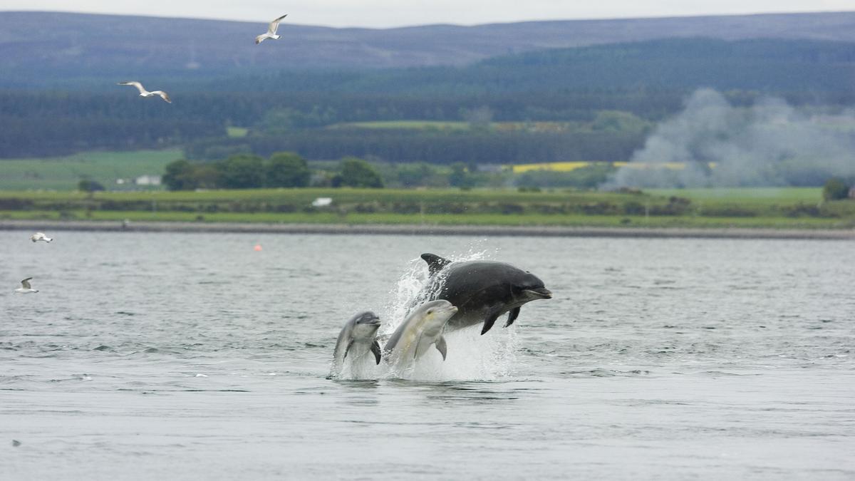 Familia de delfines avistados en Moray Firth (Escocia).