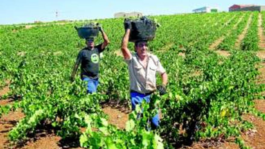 La región carece de suficiente uva para la demanda de cava