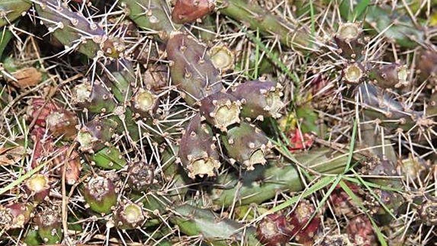 Un exemplar d&#039;«Opuntia aurantiaca», una espècie que s&#039;amaga entre el sotabosc.