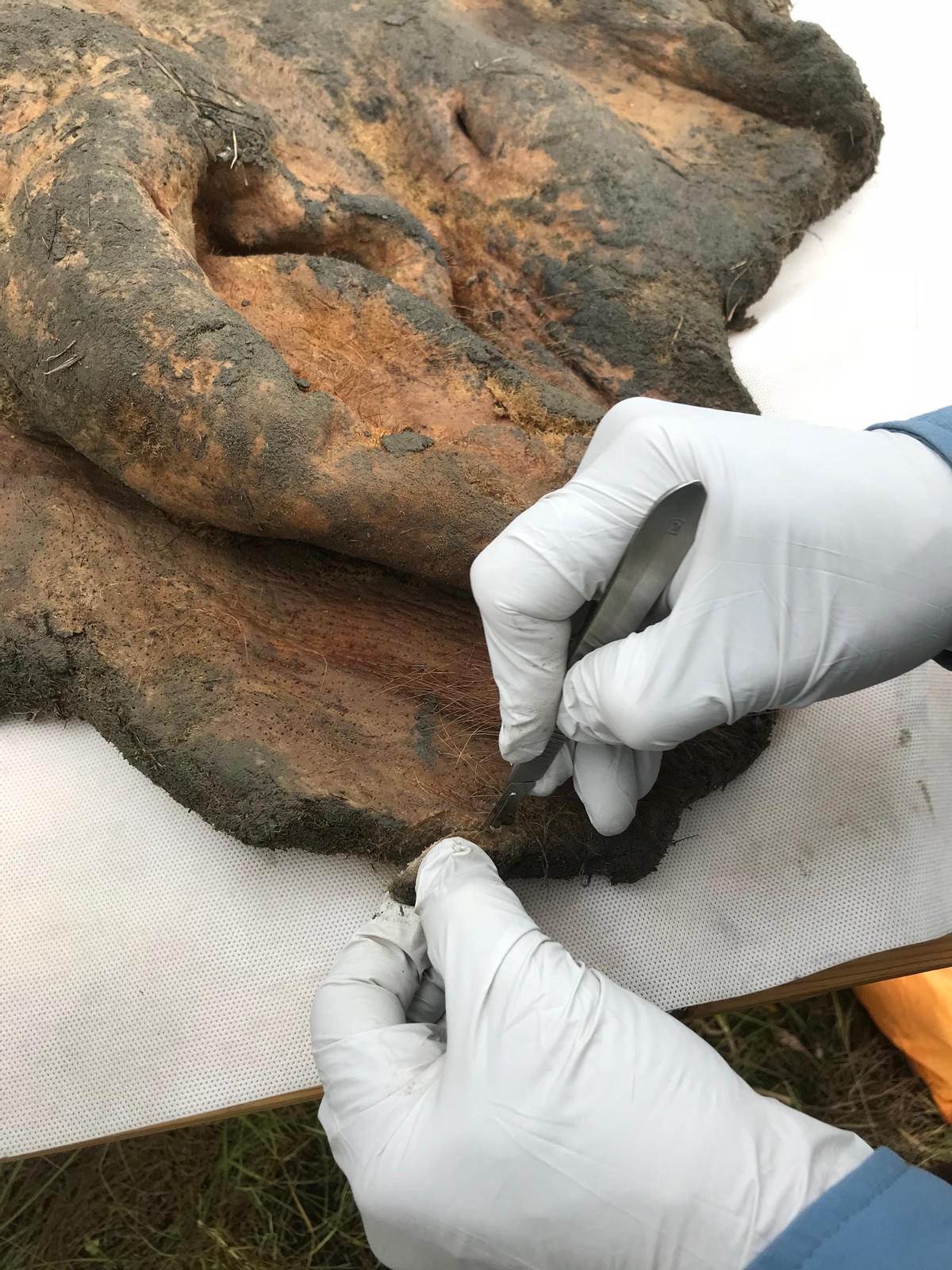 Inspeccionan la piel de un mamut de 52.000 años de antigüedad