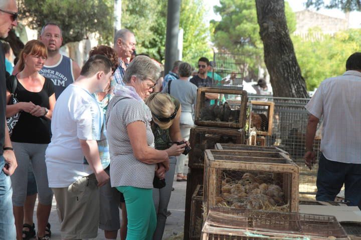 Markt Sineu