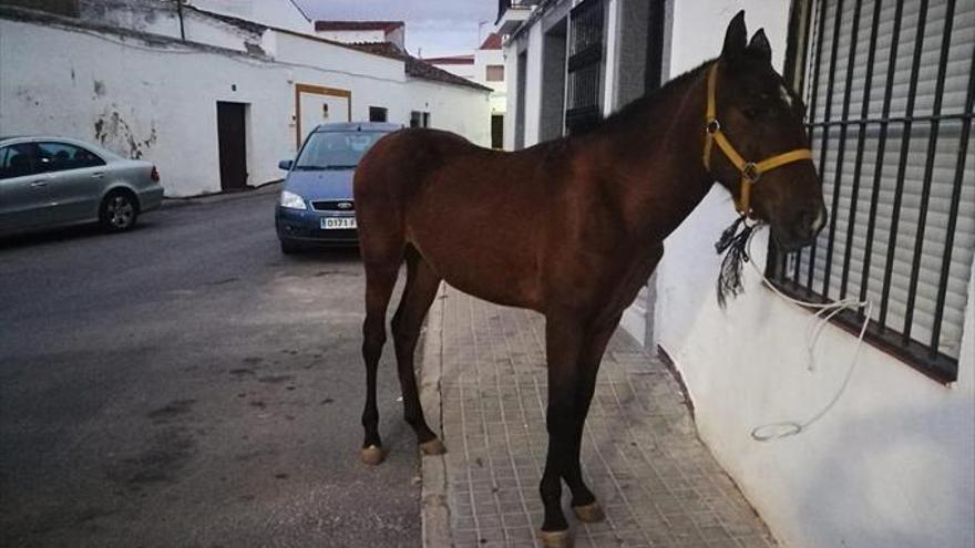 La policía local encuentra a un potro desorientado